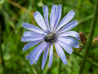 White spotted rose beetle in a blue chicory flower. A phytophagous beetle Oxythyrea funesta. A beetle that feeds on pollen and gnaws flowers