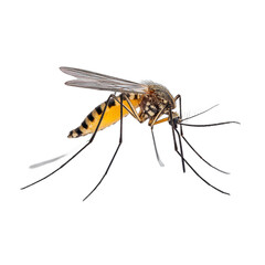 Insect close-up, detailed view of a mosquito with wings and long legs, showcasing its intricate body structure, biology theme. Isolated on white background or PNG