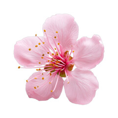 Delicate pink blossom, soft petals with subtle texture, symbolizing spring's renewal, perfect for nature-themed designs. Isolated on white background or PNG