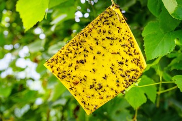 Discover the benefits of yellow sticky traps for pest control. These eco-friendly tools help manage...