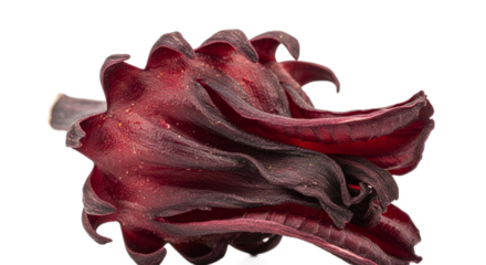 Closeup of a Dried Red Flower Botanical Detail Shot