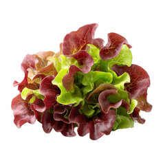 Vibrant lettuce mix, fresh green and red leaves, ideal for healthy salads, emphasizing freshness and nutrition, copy-space available. Isolated on white background or PNG
