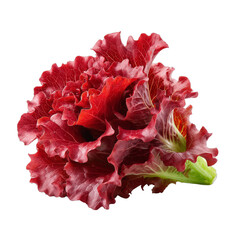 Fresh red lettuce head, vibrant leafy greens with crisp texture, suitable for salads and healthy dishes, bright food styling. Isolated on white background or PNG