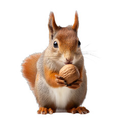 Curious squirrel holding nut, fluffy tailed small rodent with brown and gray fur, set against a plain backdrop, playful theme. Isolated on white background or PNG