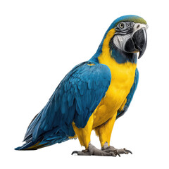 Fototapeta premium Bright blue and yellow macaw stands proudly showing off its vibrant feathers in a natural setting during daytime