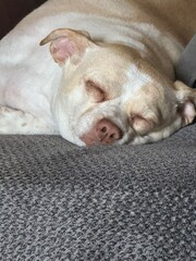 english bulldog puppy