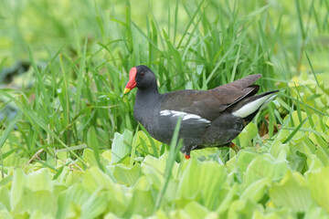 A Eurasian Moorhen (Gallinula chloropus) forages actively in the wetlands, picking at plants and insects among the reeds.