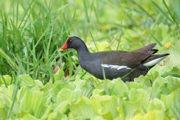 A Eurasian Moorhen (Gallinula chloropus) forages actively in the wetlands, picking at plants and insects among the reeds.