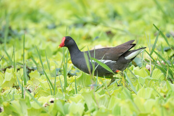 A Eurasian Moorhen (Gallinula chloropus) forages actively in the wetlands, picking at plants and insects among the reeds.