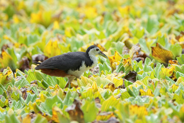 A White-breasted Waterhen (Amaurornis phoenicurus) forages actively in the wetlands, stepping through reeds in search of insects and small prey.