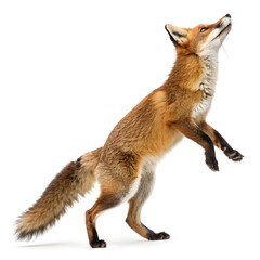 red fox jumping looking up two years old isolated