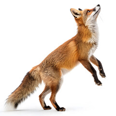 red fox jumping looking up two years old isolated