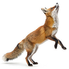red fox jumping looking up two years old isolated