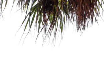 ightly rolled green leaf, characteristic of the Pandanus odorifer plant, tapers to a point and is isolated on a white background. It shows clear longitudinal veins.