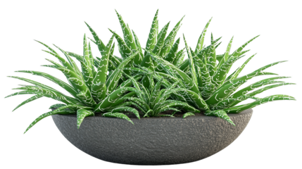 A potted succulent plant with striking green leaves marked with white patterns, presented on a transparent background.