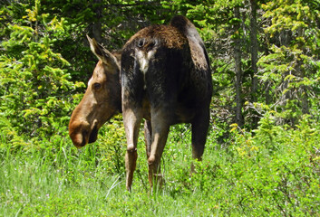   cow moose grazing in the forest  in summer along the trail to blue lake  in the indian peaks wilderness area near nederland, colorado   