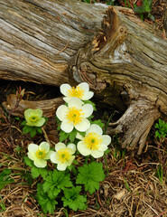 pretty  yellow globeflower wildflowers  next to a log  in the forest  in summer along the trail to blue lake  in the indian peaks wilderness area near nederland, colorado       