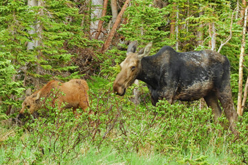   cow moose and her calf grazing in the forest  in summer along the trail to blue lake  in the indian peaks wilderness area near nederland, colorado   
