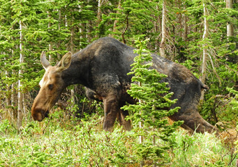   cow moose grazing in the forest  in summer along the trail to blue lake  in the indian peaks wilderness area near nederland, colorado   