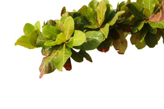 cluster of large, obovate, green leaves from a Terminalia catappa (Tropical Almond or Ketapang) tree are seen on sturdy branches against a light sky. 