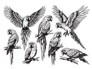 Set of diverse macaw parrot vector illustrations, showcasing various poses and vibrant tropical beauty. Birds. Wildlife Animals.