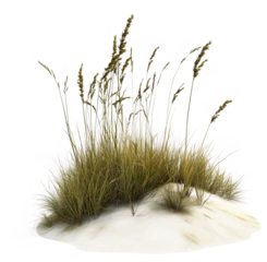 Fototapete Dünengras Beautiful illustration of beach dune grass growing in soft sand isolated on transparent  © Abir