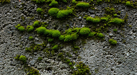 Moss growing on the wall 