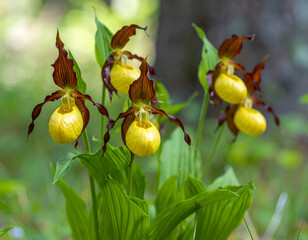 Yellow Lady Slipper Orchids in Forest.