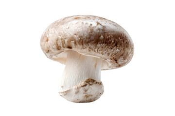 Single brown cap mushroom isolated on transparent background in studio lighting