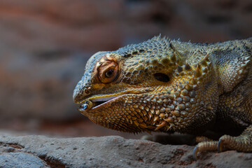 A Bearded Dragon eating a mealworm