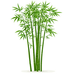 Obraz premium Bamboo shoots illustration 
