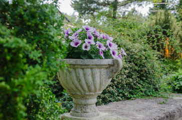 Colorful Petunia Flowers In Planters In The Garden, Garden Design And Decoration