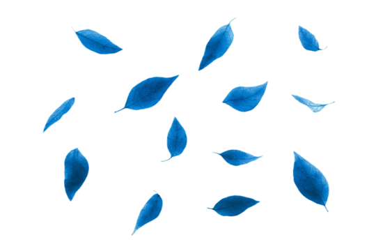 a bunch of blue leaves flying in the air