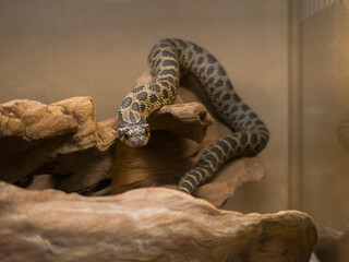 Arctic Sable Hognose Snake Resting on Driftwood in Enclosure