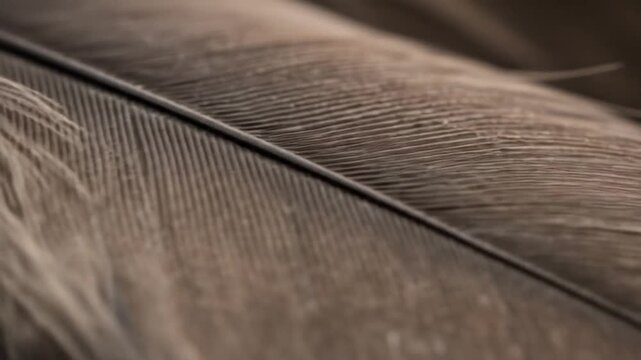 Closeup of a brown feather showing detailed barb structure