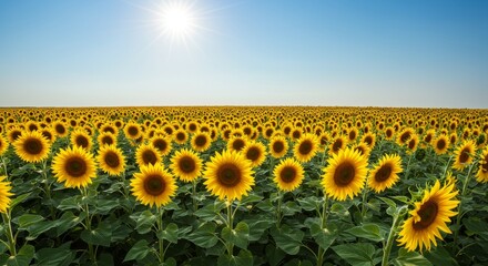 Obraz premium Sunflower Field Under Blue Sky on Sunny Day
