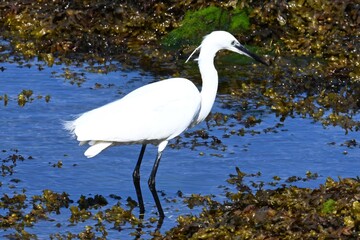 Little egret (Egretta garzetta), family Ardeidae native to Eurasia