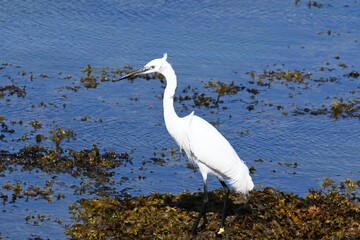 Little egret (Egretta garzetta), family Ardeidae native to Eurasia
