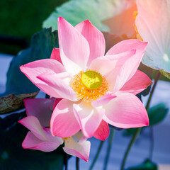 pink lotus flower blooms gracefully, showcasing vibrant petals and golden yellow pollen. This beautiful aquatic plant stands out in natural light
