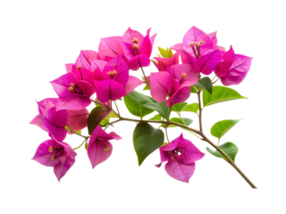 bougainvillea flower png image on transparent background