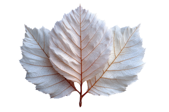 Elegant composition showcasing bleached beech leaves against a stark transparent backdrop