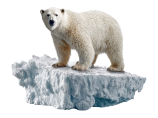 Polar Bear on Ice: A majestic polar bear stands proudly on a glistening iceberg, showcasing its pristine white fur against the backdrop of its natural arctic habitat.