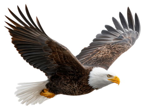 Eagle Soaring: A majestic bald eagle, with its piercing gaze and powerful wings, takes flight, symbolizing freedom and strength in a moment of soaring ambition.