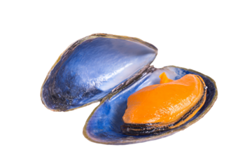 a blue shell with an orange inside