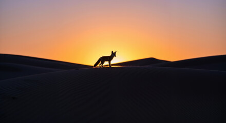 Fox silhouette on sand dune at sunset. Wild animal in desert environment for wildlife conservation and nature awareness campaigns