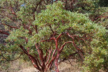 Peeling red bark arctostaphylos manzanita shrub tree