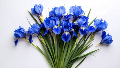 A bouquet of vibrant blue irises on a plain white background