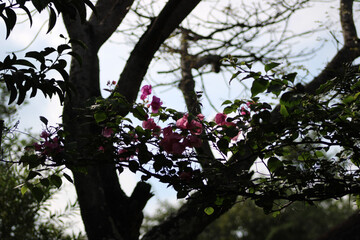 tree in bloom