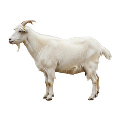 Fototapeta premium A beautiful white domestic goat with horns and a beard stands in profile. This image is ideal for agricultural, animal, or farm related designs.