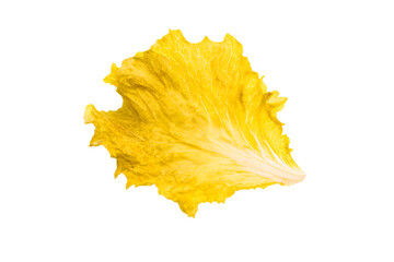 Naklejka premium a leaf of lettuce on a white background